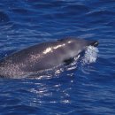 포유동물綱 - 고래目 - 부리고래科 - 동아메리카이빨고래 이미지