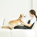 닥터파파동물병원 이미지