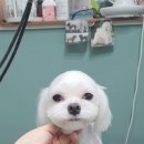 스담멍스 네이버블로그