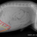 의정부 24시 IU 동물병원 이미지