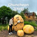 대형 카페 추천] 서울 근교 여행지 춘천기념품 감자빵, 감자밭 내돈내산 (감자빵 초당옥수수빵 가격 후기)