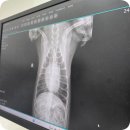 힐링동물병원 &  건강검진센터 이미지