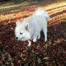 꽃길만 걷게 해줄'개' 이미지