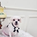 디어마이독 이미지