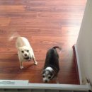 피피푸푸 이미지