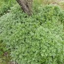 초록빛목장 이미지