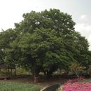 현풍인 곽여량과 달성군 한정리 삼정자나무 이미지