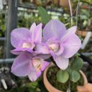 C. nobilior var.amaliae (MC)striata 'Mascaras' SM/JOGA ( 스트리아타 '마스카라스 ') 이미지