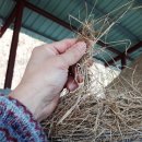 원형농장 이미지