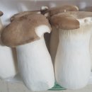 허니머쉬