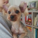 펫살롱 코코 이미지