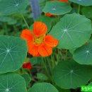 물댄동산 이미지