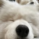 겨울이 머무는 집 | 홍대 애견카페 추천 ｜겨울이 머무는 집 방문 후기 (입장료·위치 안내)