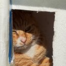 길냥이와 함께하는 이미지