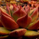 아담&이브 이미지