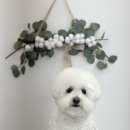 나나애견 이미지