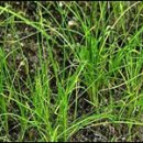 산과 들의 약용식물 이미지