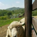 여름목장 이미지