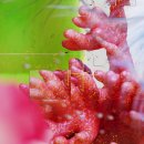 주식회사 코리아젠 이미지