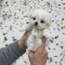 달링동물병원 이미지