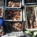 12월최근조황 왕열기우럭줄줄이~ 포항선상낙시 포항바다낙시 포항배낚시 포항낚시배 이미지