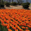 백일홍상사 이미지