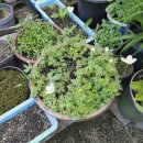 바람꽃뜰 이미지