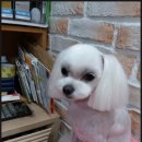 헬로도그맘 이미지