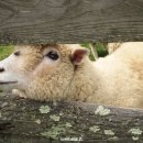 오목골 목장 이미지