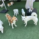 알럽댕큐 이미지