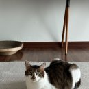 석소 이미지