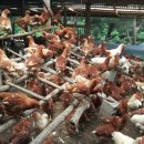 금광1리 이미지