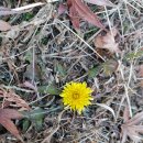 겨울에도 활짝피어 있는 서양민들레 Dandelion 이미지