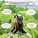 일본, 곰에 맞서 '몬스터 울프' 인기 상승 이미지