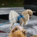 피개행개 이미지