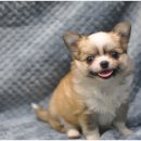 아이러브펫동물병원 이미지