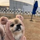 스퀘어독스 롯데남악점 | [애견카페] 남악 애견카페 스퀘어독스