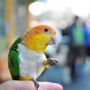 앵무새동물원 이미지