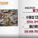 디뮤즈