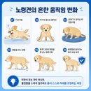 안 수의과병원 | 노온사동 동물병원, 노령견의 ‘느려진 걸음’ 그냥 지나치면 안 되는 이유
