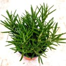 향기나는 화원 이미지