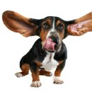 바셋하운드 이미지