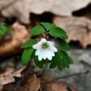 여수 개도 봉화산(2026.3.15) 이미지
