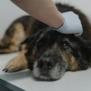 시흥24시센트럴동물의료센터 이미지