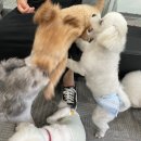 아잉독 애견카페 이미지