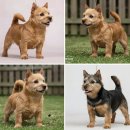 화이트켄넬(white-kennel) | 노리치테리어 분양 털빠짐 미용 성격 크기 블랙 화이트