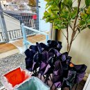 또바기스파글램핑 | 가평 애견동반 글램핑 스파 개별 바베큐 불멍 마시멜로 또바기