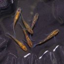 메다카린 이미지