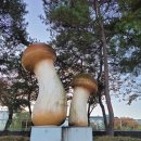 봉화로쉼터