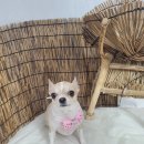 아롱애견미용실 이미지